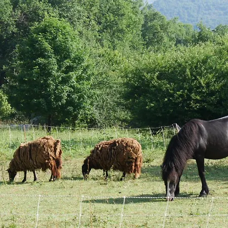 De L'aigle *